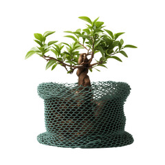 Bonsai tree in mesh pot with green leaves on white background  