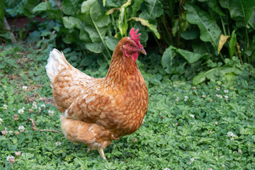 Brown chicken walking on green grass. Horizontal shot.