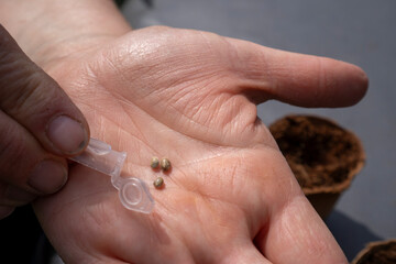 Cannabis seeds on hand to plant seeds into the soil. For planting To extract CBD Use it as a medicinal herb.