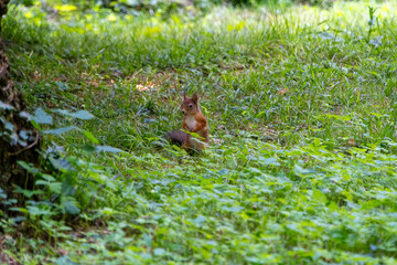 Eichhörnchen posiert in der Wiese