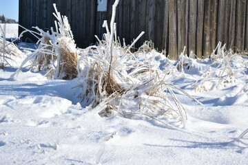 Naklejka premium snow covered branches