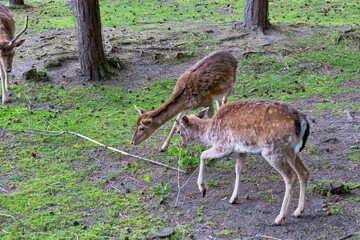 deer in the woods in Sosnowiec - Silesia - Poland