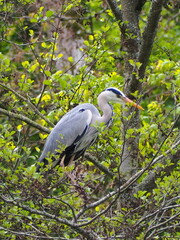 great blue heron