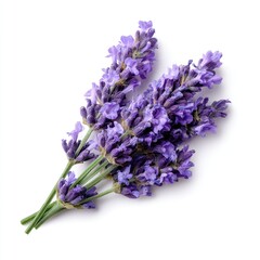 Lavender flowers on a white background highlighting nature's beauty and tranquility