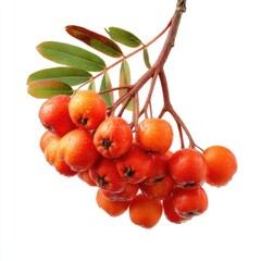 Mountain ash berries on a branch against a white background showcasing nature's vibrant colors