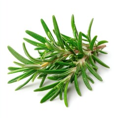 Fresh rosemary officinalis isolated on a white background for culinary and medicinal purposes