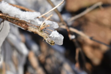 ice on the branch