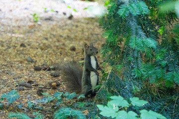 Eichhörnchen sitzt am Boden und sucht nach Essen