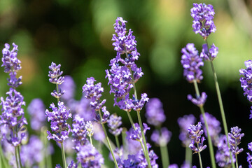 Lavendel in Blüte mit verschwommenem Hintergrund