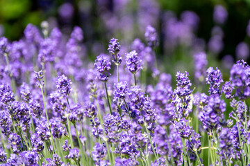 Lavendel in Blüte mit verschwommenem Hintergrund