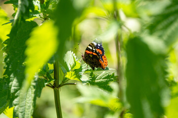 Pfauenauge sitzt auf einem Blatt und sonnt sich