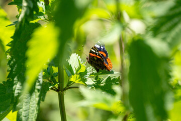 Pfauenauge sitzt auf einem Blatt und sonnt sich