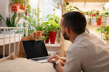 A man focused on his laptop sits at a desk in a cozy home office. His red cat lounges comfortably...