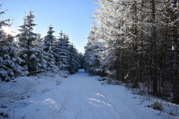 winter in the forest