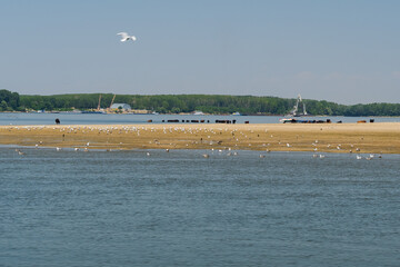 A Beautiful Landscape with Seagulls, Cormorants and Cows Taking a Bath in the Danube at Calarasi (Romania) on a Hot Summer Day