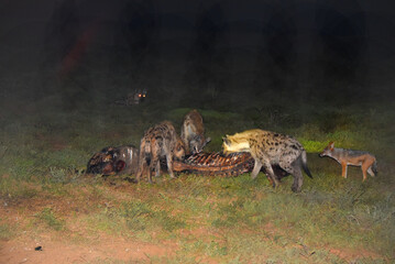 Africa- Night Close Up of Wild Spotted Hyenas and Jackal Finishing a Kill