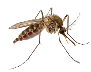 Detailed macro photograph of a mosquito with intricate patterns on its body and wings isolated on transparent background