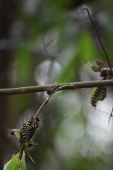 Worm on a tree 
