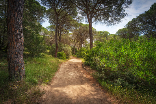 Trail in the forest of Parco della Maremma regional natural park. Tuscany, Italy