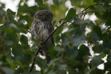 Eurasian pygmy owl sitting on a branch