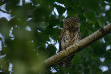 Eurasian pygmy owl on the fence
