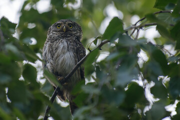Eurasian pygmy owl on the hunting