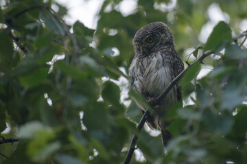 Eurasian pygmy owl