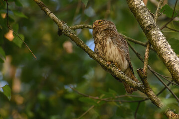 Eurasian pygmy owl hunting in the forest