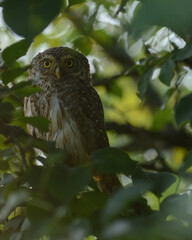Eurasian pygmy owl on branch