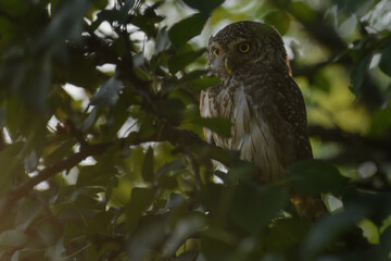 Eurasian pygmy owl in the garden