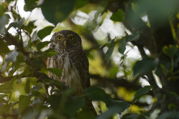 Eurasian pygmy owl in tree