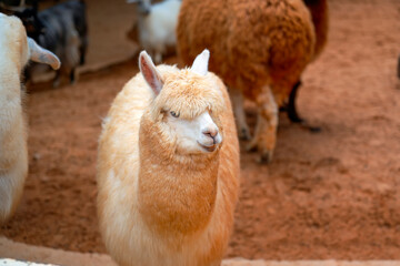 A group of playful llamas and goats stands inside a barn, surrounded by a sandy floor. The sun...