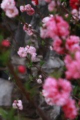 A Vibrant Display of Cherry Blossom Flowers in Varying Shades of Pink with Lush Green Leaves in a Natural Setting Amidst Subtle Background Elements