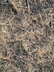 Dry grass with land, summer