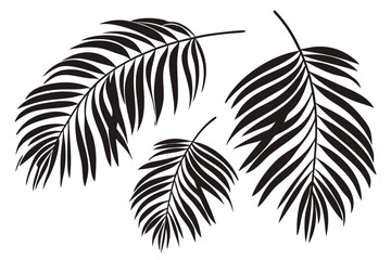 Black and white palm leaves vector illustration design asset