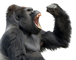Obraz premium Powerful silverback gorilla roaring with mouth open and fist raised in aggressive display isolated on transparent background