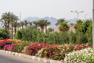 bright flowers and palm trees against the backdrop of mountains in Egypt Sinai, road along the hotel, beautiful background