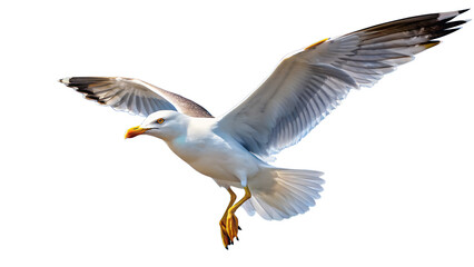 Obraz premium Seagull in Flight with Wings Spread on Transparent Background