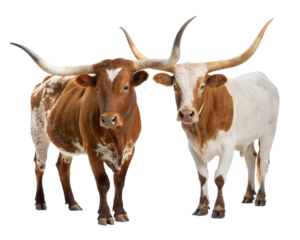 Two texas longhorn cattle with impressive curved horns stand side by side showcasing their distinctive brown and white patterned coats isolated on transparent background