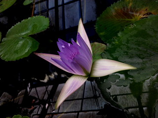 purple flower