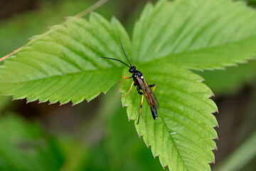 Fototapeta premium Hymenoptera wasp on a large green leaf close-up