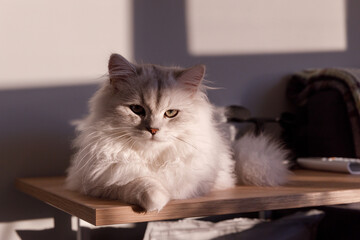 A Serene and Majestic Cat Relaxing in the Sunlight on a Wooden Table, Showcasing Its Beautiful Fur...