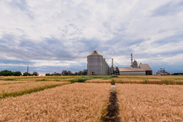 Wheat production and storage in the State of Paraná, Brazil.