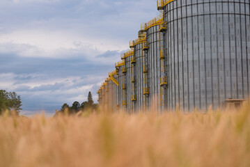 Wheat production and storage in the State of Paraná, Brazil.