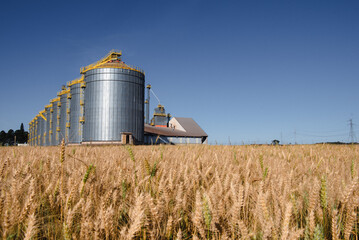 Wheat production and storage in the State of Paraná, Brazil.