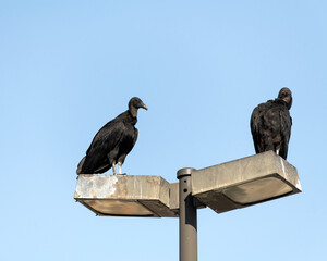 Two Black Vultures Sitting on top of light