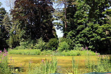 Weiher auf dem Freiburger Hauptfriedhof im Sommer