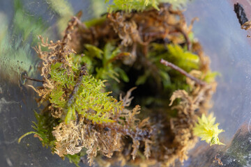 Close-up of Green and Brown Moss in a Terrarium