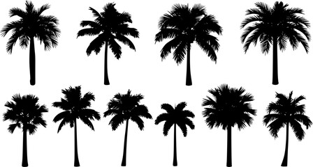 palm tree silhouette, black and white silhouette, vector and illustration
