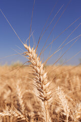 Wheat production and storage in the State of Paraná, Brazil.